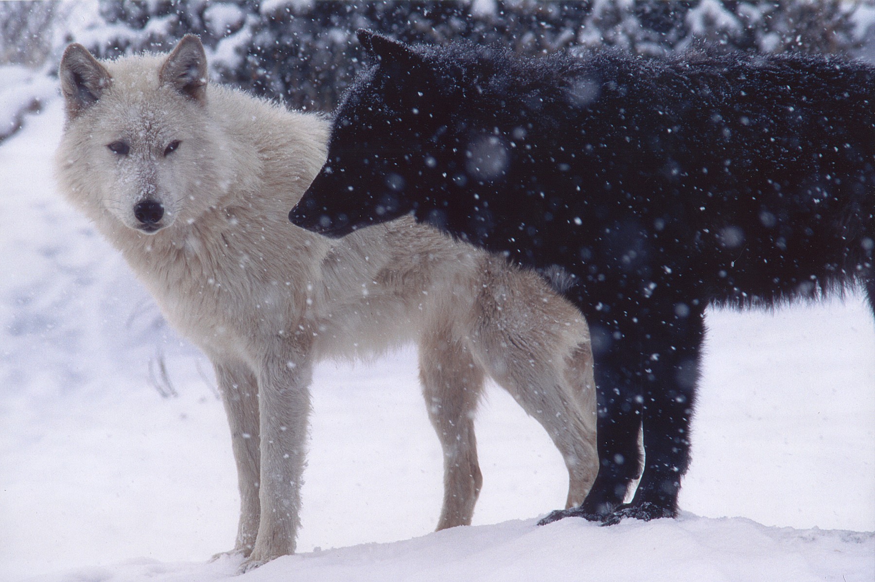 a black wolf standing in front of a white wolf in a snowy forest. it looks like a reverse shadow. i miss you.