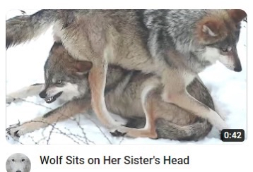 a silly one ;) a screenshot of a youtube thumbnail. the video is titled Wolf Sits on Her Sister's Head. it depicts a wolf sitting on her sister's head. the display in the bottom left corner lets you know the video is 0 minutes and 42 seconds long. it's a silly one ;)