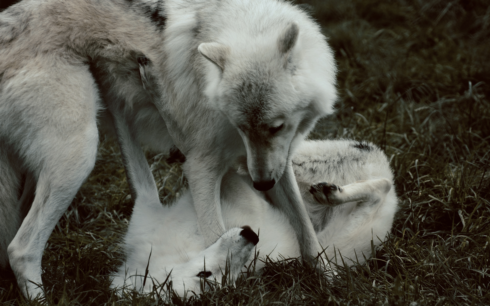 i love you. a white wolf standing over her sister who is laying down. they are looking into each other's eyes with a vague hunger. i love you.